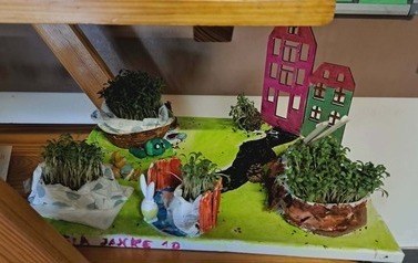 Hodowla Rzeżuchy 16